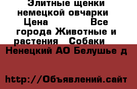 Элитные щенки немецкой овчарки › Цена ­ 30 000 - Все города Животные и растения » Собаки   . Ненецкий АО,Белушье д.